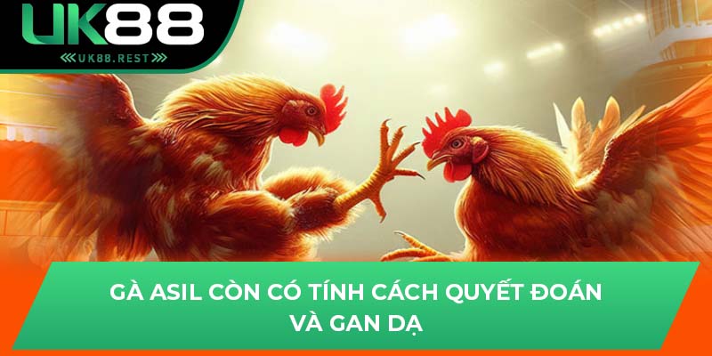 Gà asil còn có tính cách quyết đoán và gan dạ