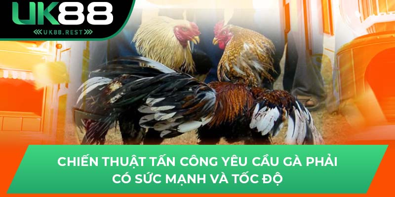 Chiến thuật tấn công yêu cầu gà phải có sức mạnh và tốc độ