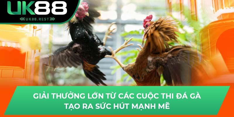 Giải thưởng lớn từ các cuộc thi đá gà tạo ra sức hút mạnh mẽ