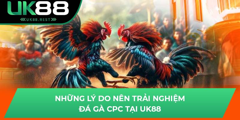 Những lý do nên trải nghiệm đá gà CPC tại UK88