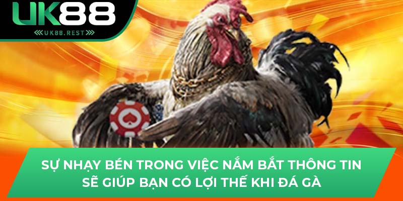 Sự nhạy bén trong việc nắm bắt thông tin sẽ giúp bạn có lợi thế khi đá gà