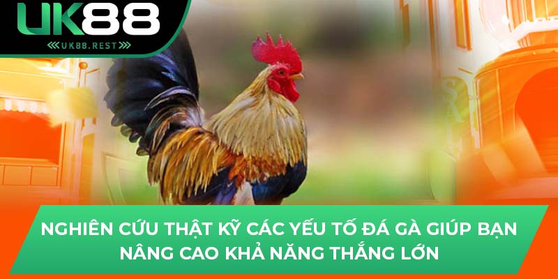 Nghiên cứu thật kỹ các yếu tố đá gà giúp bạn nâng cao khả năng thắng lớn