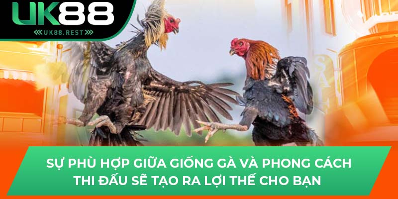 Sự phù hợp giữa giống gà và phong cách thi đấu sẽ tạo ra lợi thế cho bạn 