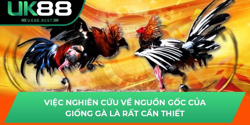 Việc nghiên cứu về nguồn gốc của giống gà là rất cần thiết