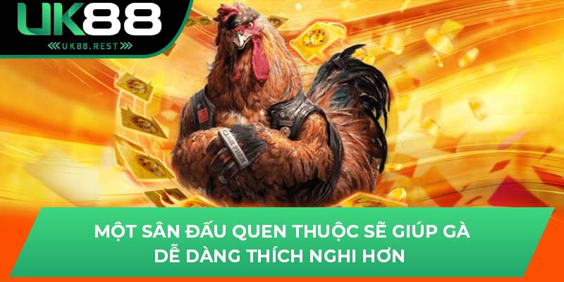 Một sân đấu quen thuộc sẽ giúp gà dễ dàng thích nghi hơn 