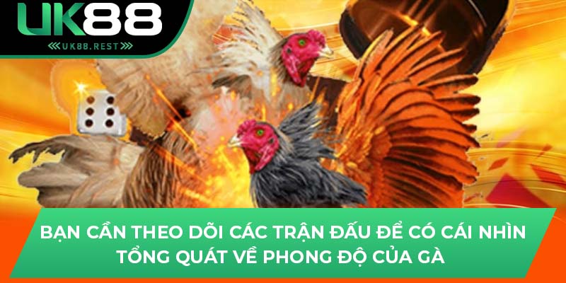 Bạn cần theo dõi các trận đấu để có cái nhìn tổng quát về phong độ của gà 