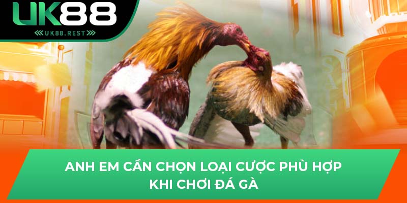 Anh em cần chọn loại cược phù hợp khi chơi đá gà