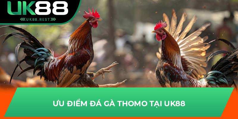 Ưu điểm đá gà Thomo tại UK88