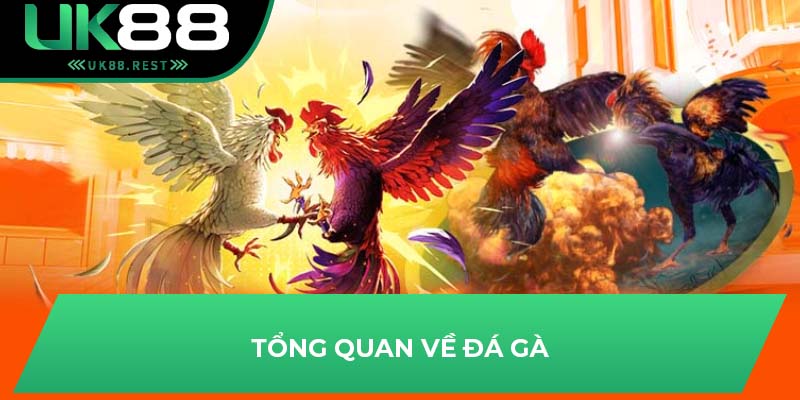 Tổng quan về đá gà